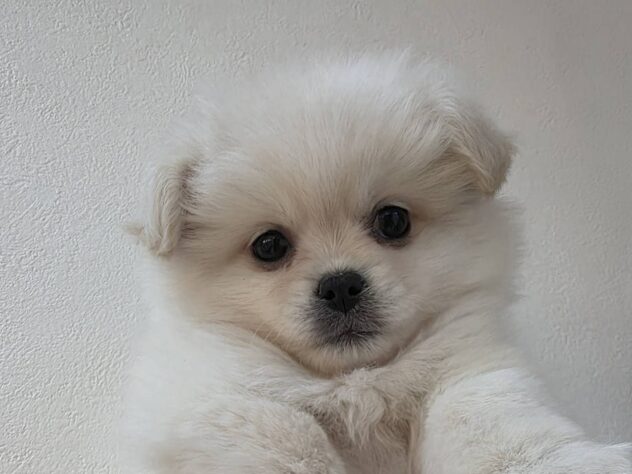山形県のハーフ犬・ミックス犬 (アミーゴ米沢店/2026年2月1日生まれ/女の子/ホワイト)の子犬の1枚目の画像