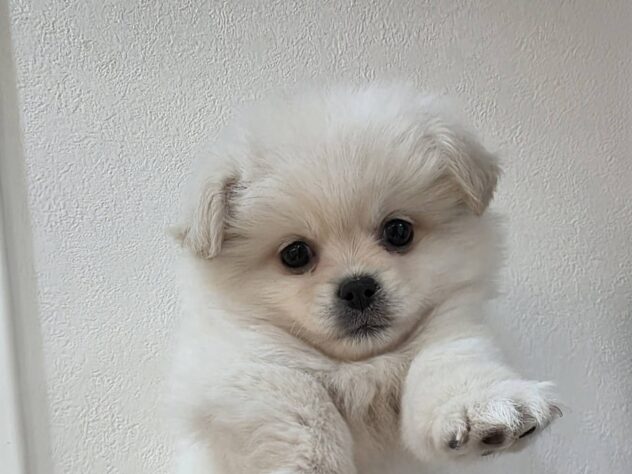 山形県のハーフ犬・ミックス犬 (アミーゴ米沢店/2026年2月1日生まれ/女の子/ホワイト)の子犬の2枚目の画像