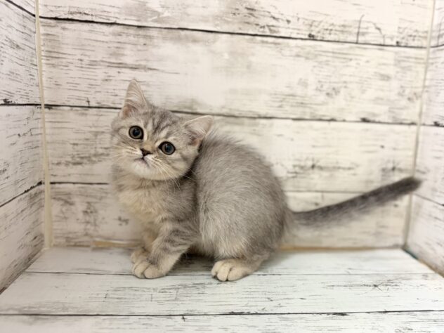 福島県のスコティッシュストレート (アミーゴいわき店/2026年2月15日生まれ/女の子/ブルーシルバータビー)の子猫