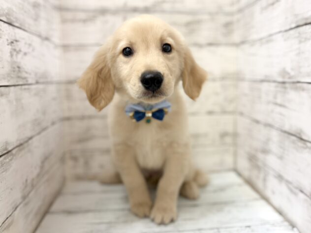 福島県のゴールデンレトリバー (アミーゴいわき店/2026年2月15日生まれ/男の子/ゴールデン)の子犬