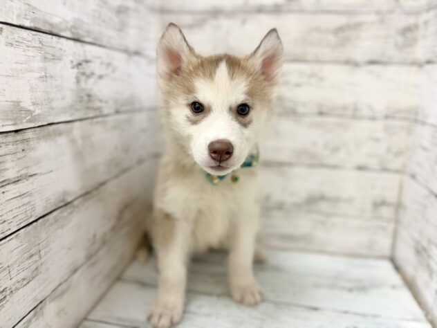 福島県のシベリアンハスキー (アミーゴいわき店/2026年2月16日生まれ/男の子/チョコレートホワイト)の子犬