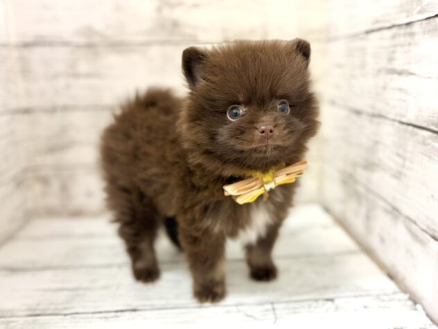 福島県のポメラニアン (アミーゴいわき店/2026年2月17日生まれ/男の子/チョコレートタンホワイト)の子犬