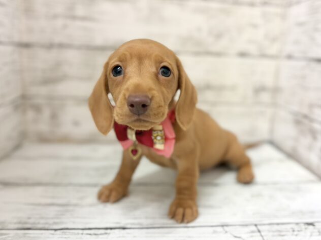 福島県のミニチュアダックスフンド(ロング) (アミーゴいわき店/2026年2月24日生まれ/女の子/ゴールド)の子犬の1枚目の画像