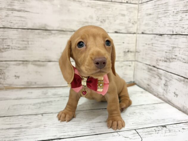 福島県のミニチュアダックスフンド(ロング) (アミーゴいわき店/2026年2月24日生まれ/女の子/ゴールド)の子犬の2枚目の画像