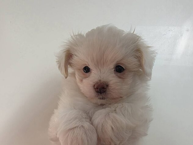 山形県のハーフ犬・ミックス犬 (アミーゴ米沢店/2026年2月24日生まれ/男の子/ホワイト)の子犬