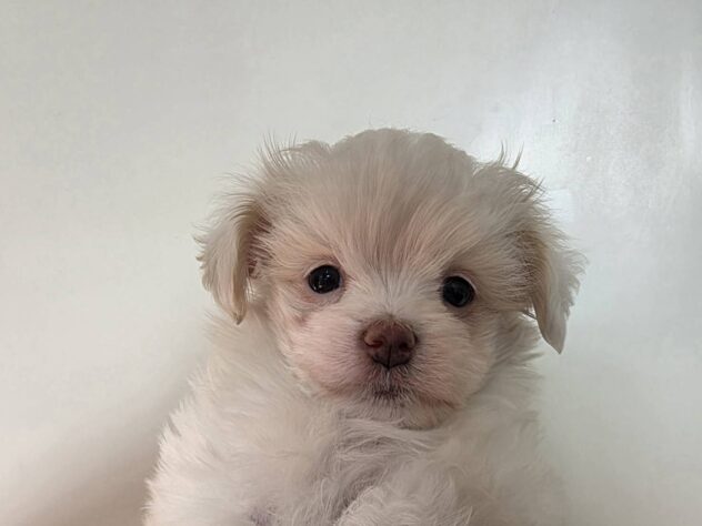 山形県のハーフ犬・ミックス犬 (アミーゴ米沢店/2026年2月24日生まれ/男の子/ホワイト)の子犬の2枚目の画像