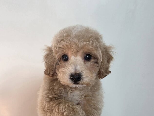 山形県のハーフ犬・ミックス犬 (アミーゴ米沢店/2026年2月24日生まれ/男の子/アプリコット)の子犬