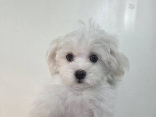 山形県のマルチーズ (アミーゴ米沢店/2025年12月31日生まれ/男の子/ホワイト)の子犬