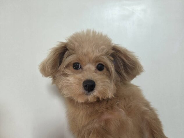 山形県のハーフ犬・ミックス犬 (アミーゴ米沢店/2025年7月5日生まれ/男の子/アプリコット)の子犬