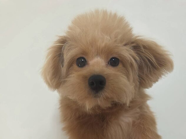 山形県のハーフ犬・ミックス犬 (アミーゴ米沢店/2025年7月5日生まれ/男の子/アプリコット)の子犬の2枚目の画像