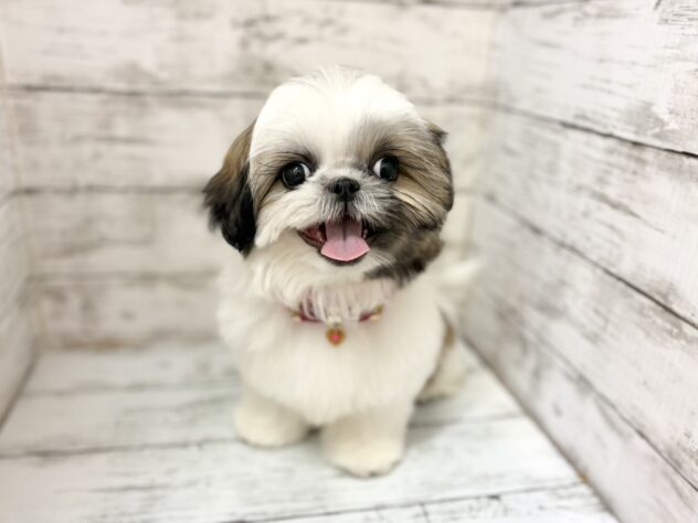 福島県のシーズー (アミーゴいわき店/2026年1月2日生まれ/女の子/ゴールドホワイト)の子犬の1枚目の画像