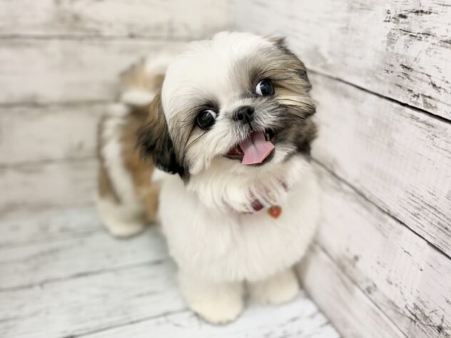 福島県のシーズー (アミーゴいわき店/2026年1月2日生まれ/女の子/ゴールドホワイト)の子犬の2枚目の画像