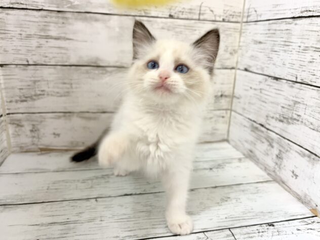福島県のラグドール (アミーゴいわき店/2026年2月24日生まれ/女の子/シールポイントバイカラー)の子猫の2枚目の画像