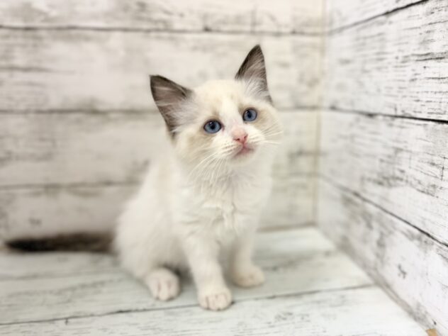福島県のラグドール (アミーゴいわき店/2026年2月24日生まれ/女の子/シールポイントバイカラー)の子猫の1枚目の画像