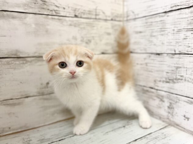 福島県のスコティッシュフォールド (アミーゴいわき店/2026年2月15日生まれ/男の子/クリームタビーホワイト)の子猫の1枚目の画像