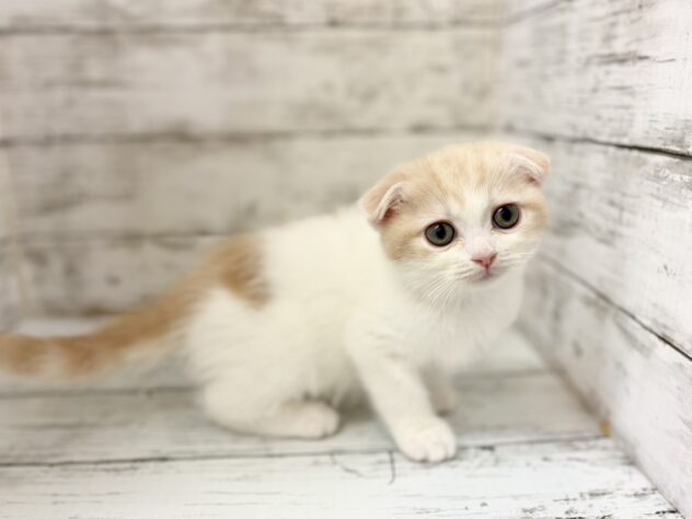 福島県のスコティッシュフォールド (アミーゴいわき店/2026年2月15日生まれ/男の子/クリームタビーホワイト)の子猫の2枚目の画像