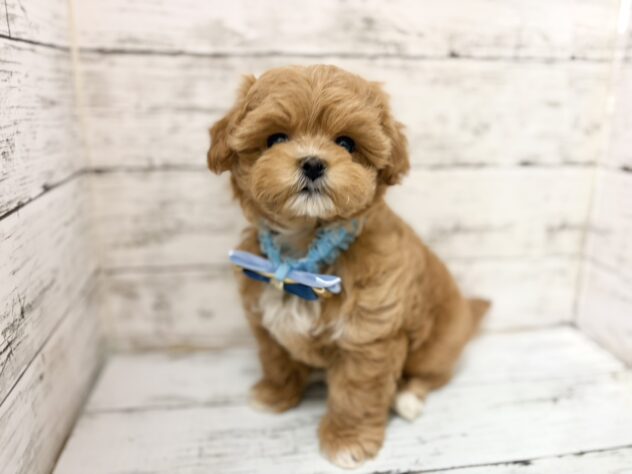 福島県のハーフ犬・ミックス犬 (アミーゴいわき店/2026年2月8日生まれ/男の子/02 レッド系)の子犬の1枚目の画像