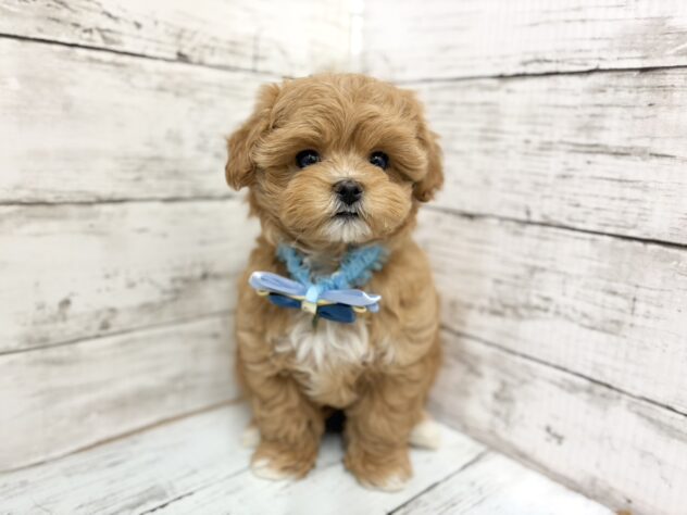 福島県のハーフ犬・ミックス犬 (アミーゴいわき店/2026年2月8日生まれ/男の子/02 レッド系)の子犬の2枚目の画像