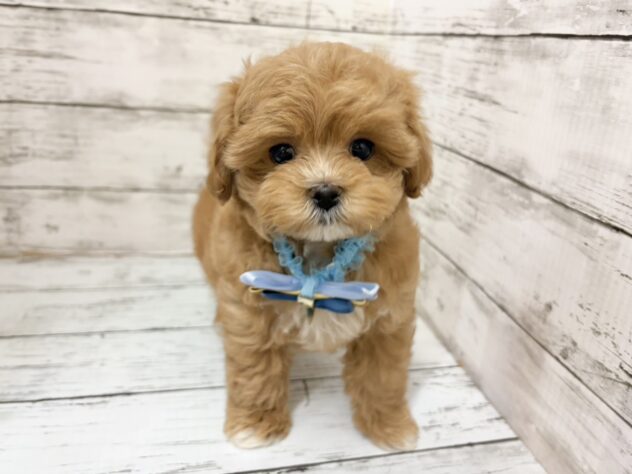 福島県のハーフ犬・ミックス犬 (アミーゴいわき店/2026年2月8日生まれ/男の子/02 レッド系)の子犬の3枚目の画像