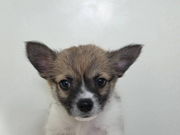 山形県のハーフ犬・ミックス犬 (アミーゴ米沢店/2026年2月9日生まれ/男の子/ホワイトタン)の子犬