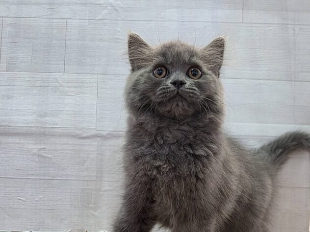 山形県のラガマフィン (アミーゴ米沢店/2026年2月10日生まれ/男の子/ブルー)の子猫