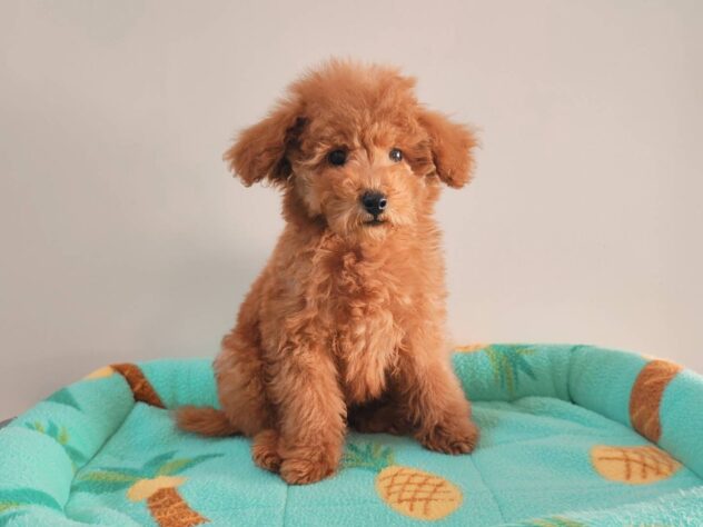 山形県のトイプードル(トイ) (アミーゴ米沢店/2026年2月8日生まれ/男の子/レッドフォーン)の子犬