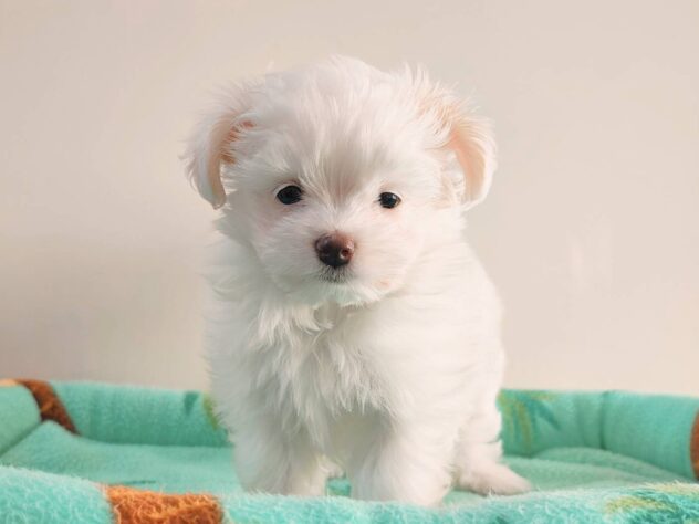 山形県のハーフ犬・ミックス犬 (アミーゴ米沢店/2026年2月24日生まれ/男の子/ホワイト)の子犬の1枚目の画像