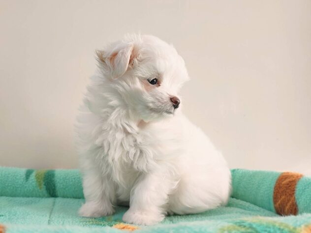 山形県のハーフ犬・ミックス犬 (アミーゴ米沢店/2026年2月24日生まれ/男の子/ホワイト)の子犬の2枚目の画像