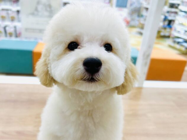 岡山県のトイプードル(トイ) (アミーゴ水島店/2026年1月31日生まれ/男の子/ペールフォーン)の子犬の2枚目の画像