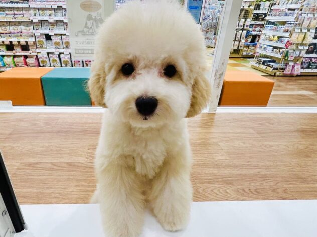 岡山県のトイプードル(トイ) (アミーゴ水島店/2026年1月31日生まれ/男の子/ペールフォーン)の子犬の3枚目の画像