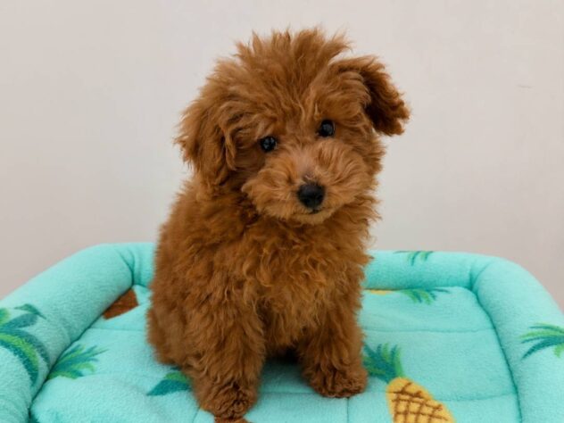 山形県のトイプードル(トイ) (アミーゴ米沢店/2026年2月8日生まれ/男の子/レッドフォーン)の子犬