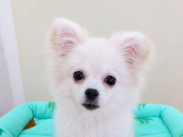 山形県のハーフ犬・ミックス犬 (アミーゴ米沢店/2026年2月1日生まれ/女の子/ホワイト)の子犬の1枚目の画像