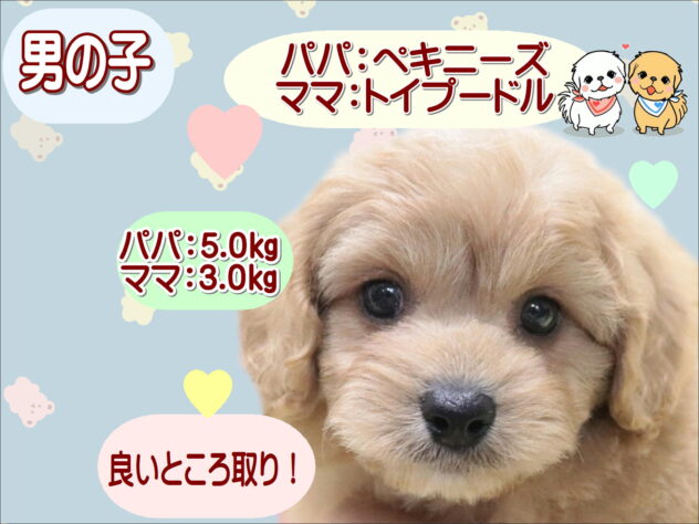 大阪府のハーフ犬・ミックス犬 (アミーゴ鳳店/2026年2月23日生まれ/男の子/アプリコット)の子犬