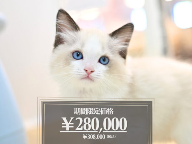 岡山県のラグドール (アミーゴ大安寺店/2026年2月1日生まれ/男の子/シールポイントバイカラー)の子猫の1枚目の画像