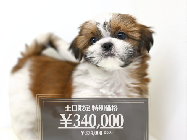 岡山県のシーズー (アミーゴ大安寺店/2025年12月30日生まれ/女の子/ゴールドホワイト)の子犬の1枚目の画像