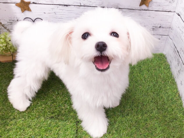 愛知県のマルチーズ (アミーゴ知立店/2025年10月4日生まれ/女の子/ホワイト)の子犬の2枚目の画像