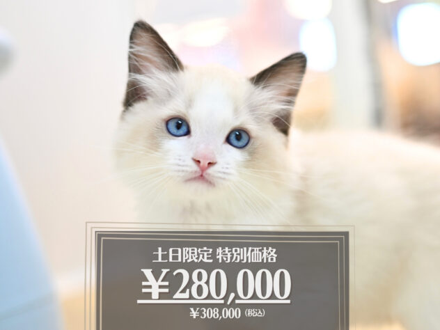 岡山県のラグドール (アミーゴ大安寺店/2026年2月1日生まれ/男の子/シールポイントバイカラー)の子猫の1枚目の画像