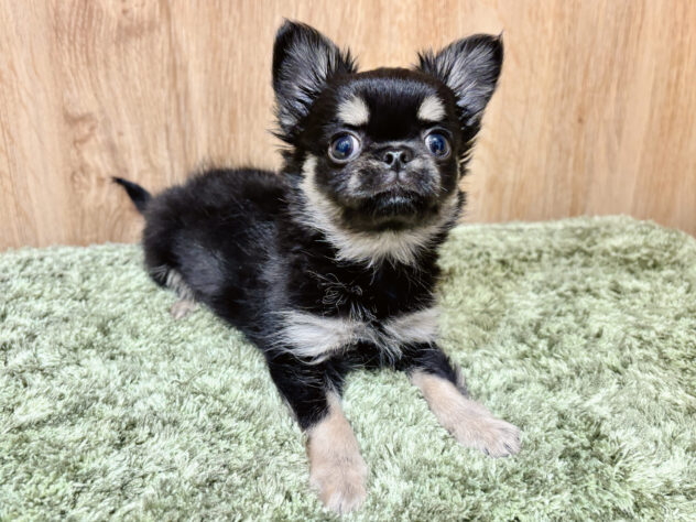 広島県のチワワ(ロング) (アミーゴ広島商工センター店/2026年2月4日生まれ/男の子/ブラッククリーム)の子犬の1枚目の画像