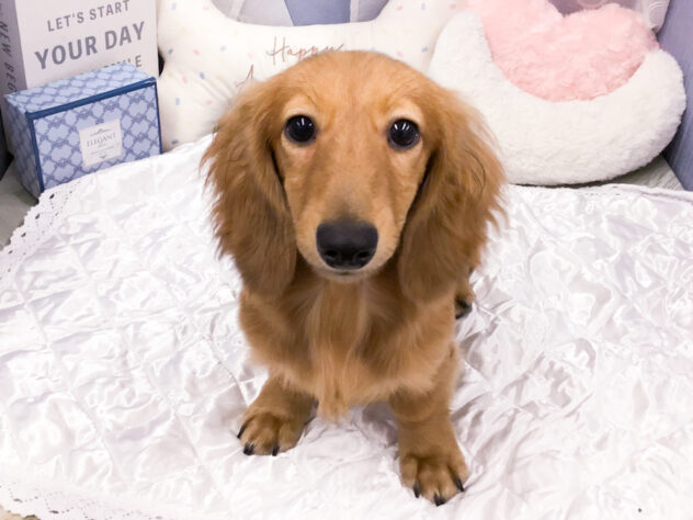 愛知県のカニンヘンダックスフンド(ロング) (アミーゴ知立店/2025年11月15日生まれ/男の子/レッド)の子犬の1枚目の画像