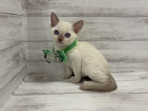 福島県のトンキニーズ (アミーゴ小名浜店/2026年2月2日生まれ/男の子/プラチナミンク)の子猫