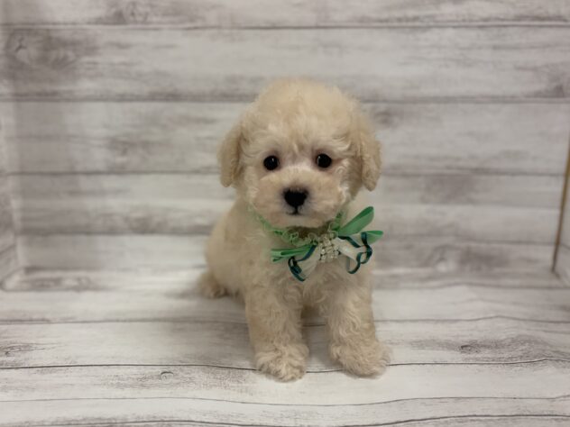 福島県のトイプードル(トイ) (アミーゴ小名浜店/2026年2月4日生まれ/男の子/ペールフォーン)の子犬