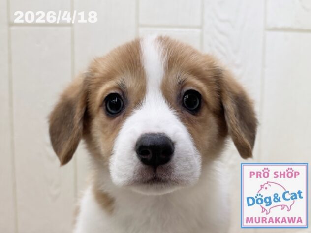 広島県のウェルシュコーギーペンブローク (アミーゴ大町店/2026年2月19日生まれ/女の子/セーブルホワイト)の子犬