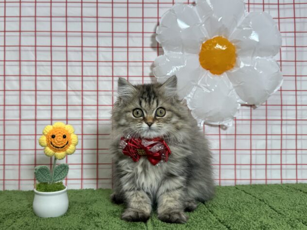 山形県のペルシャ (アミーゴ酒田店/2026年1月13日生まれ/女の子/シェーデットゴールデン)の子猫の1枚目の画像