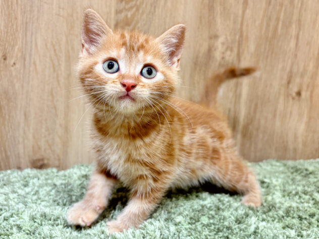 広島県のアメリカンショートヘアー (アミーゴ広島商工センター店/2026年2月18日生まれ/男の子/レッドタビー)の子猫の2枚目の画像