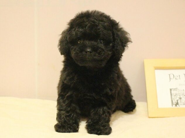 兵庫県のトイプードル(トイ) (ペット・プラザ アミーゴつかしん店/2026年2月16日生まれ/男の子/ブラック)の子犬の1枚目の画像
