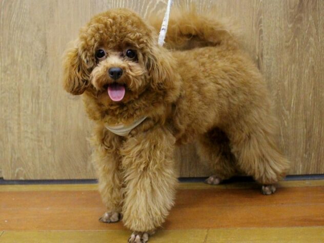 兵庫県のトイプードル(トイ) (ペット・プラザ アミーゴ明石魚住店/2025年8月4日生まれ/女の子/レッドフォーン)の子犬の1枚目の画像