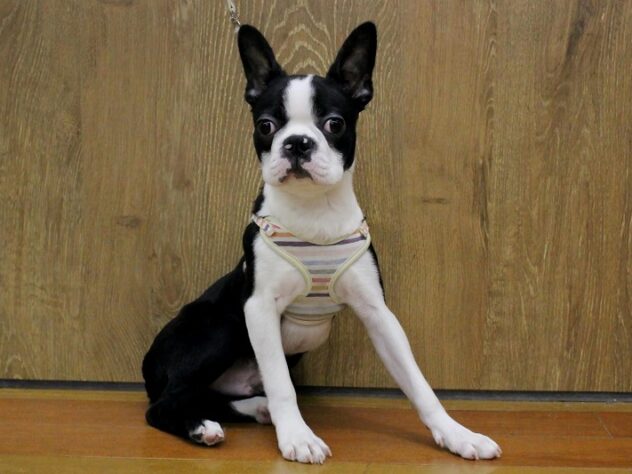 兵庫県のボストンテリア (ペット・プラザ アミーゴ明石魚住店/2025年11月30日生まれ/男の子/ボストンカラー)の子犬の1枚目の画像