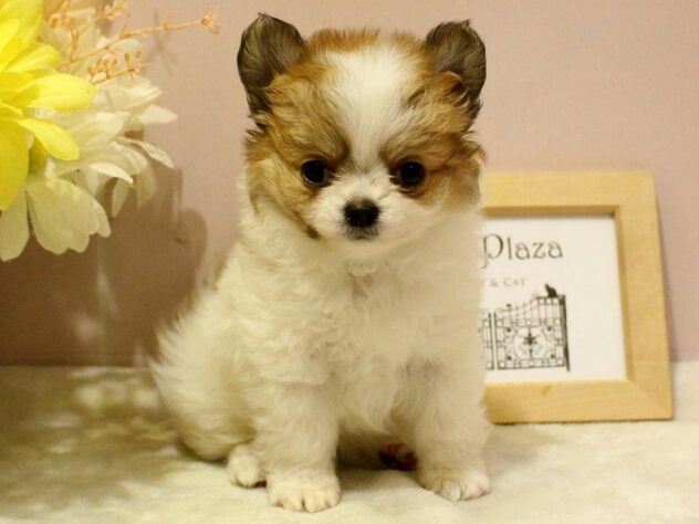 兵庫県のチワワ(スムース) (ペット・プラザ アミーゴ明石魚住店/2026年1月30日生まれ/男の子/ホワイトレッド)の子犬の1枚目の画像