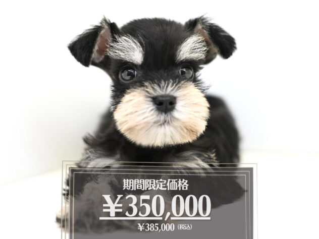 岡山県のミニチュアシュナウザー (アミーゴ大安寺店/2026年2月8日生まれ/女の子/ブラックシルバー)の子犬の1枚目の画像