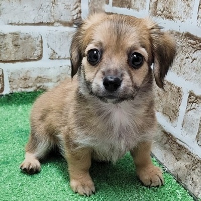 大阪府のハーフ犬・ミックス犬 (アミーゴ高槻店/2026年1月31日生まれ/女の子/フォーン)の子犬の1枚目の画像